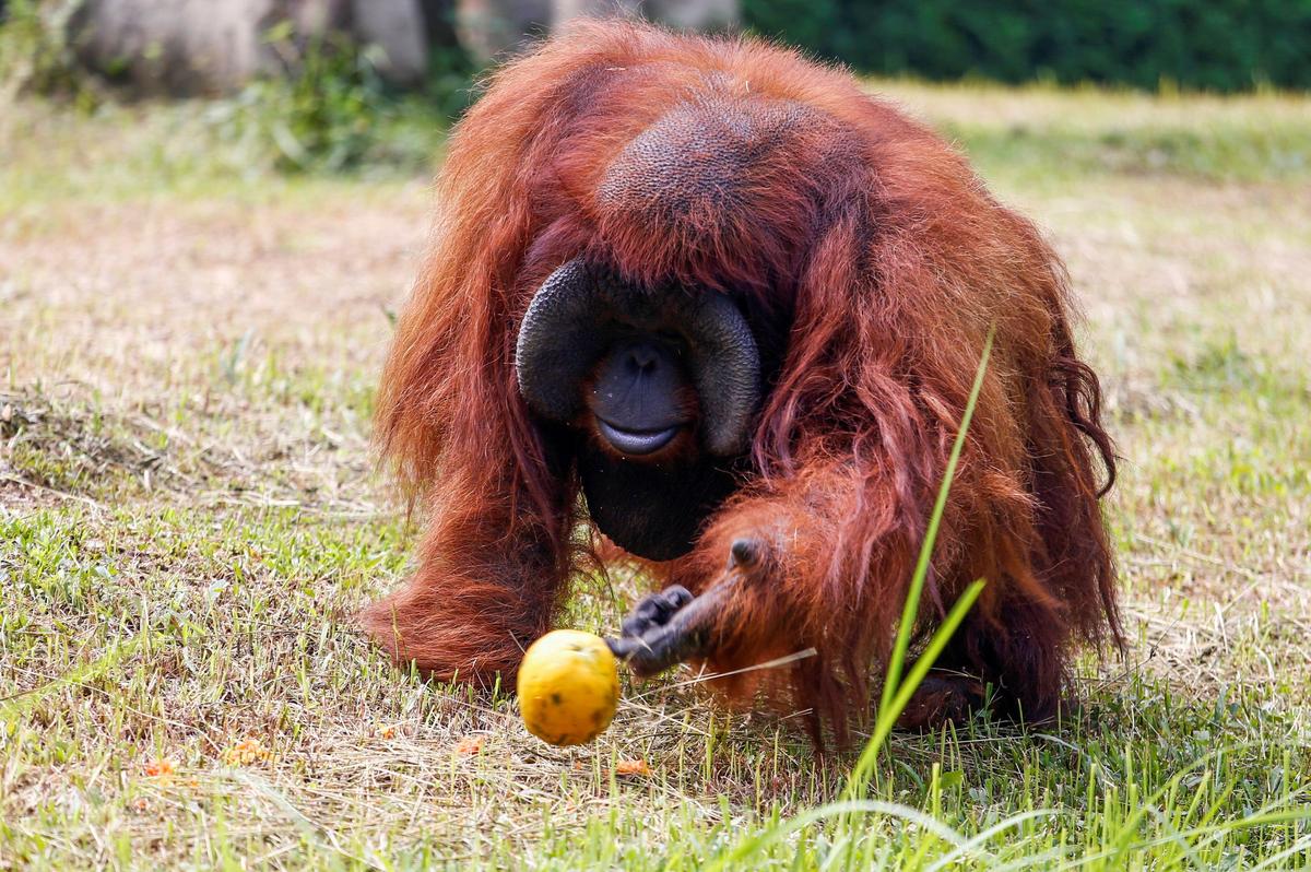 Ojon, a 24-year-old Sumatran orangutan, is seen at a zoo amid the coronavirus disease (COVID-19) outbreak in Bandung, West Java Province, Indonesia, May 18, 2020. Photo: Reuters
