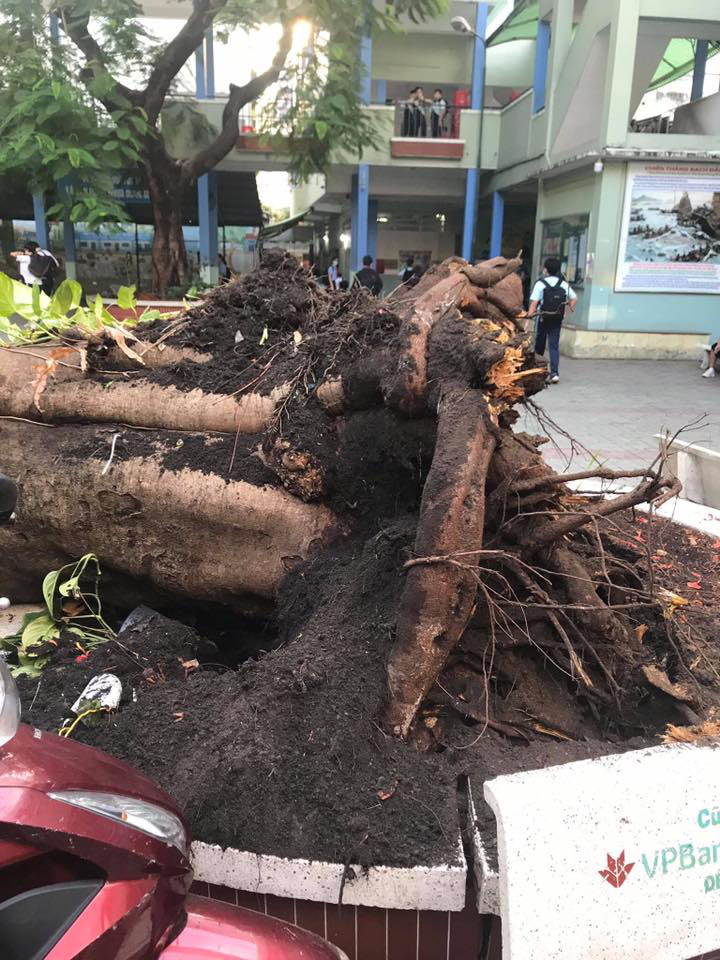 A royal Poinciana tree is uprooted on the premises of Bach Dang Middle School in District 3, Ho Chi Minh City, Vietnam, May 26, 2020 in this supplied photo.