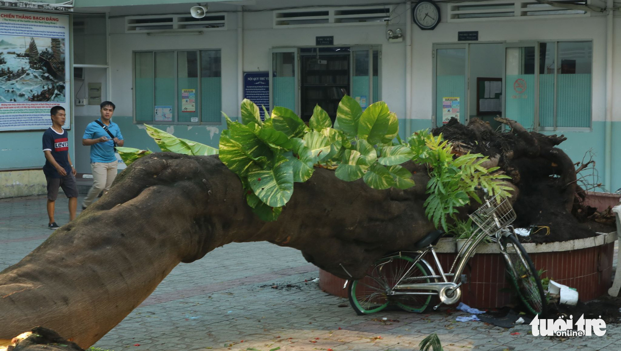 A royal Poinciana tree is uprooted on the premises of Bach Dang Middle School in District 3, Ho Chi Minh City, Vietnam, May 26, 2020. Photo: Trong Nhan / Tuoi Tre