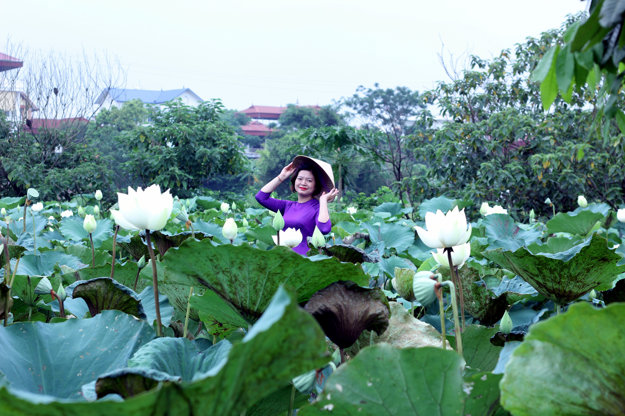 Check out this white lotus pond on the outskirts of Hanoi ...