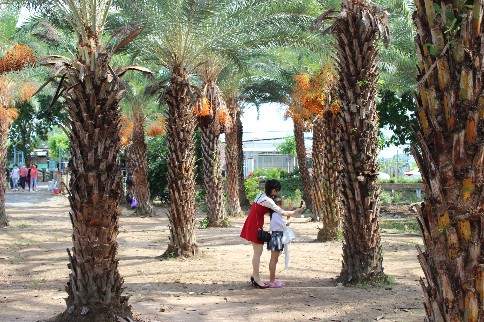 Visitors take photos of date palm trees at a garden in Sa Dec City, Dong Thap Province, Vietnam. Photo: Thai Luy / Tuoi Tre