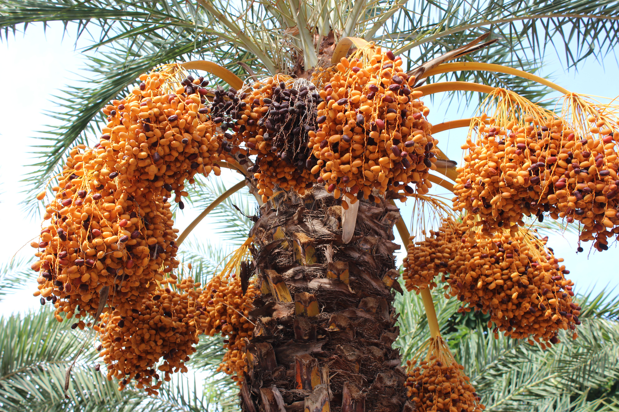 A date palm tree with many large clusters of yellow fruits at a garden in Sa Dec City, Dong Thap Province, Vietnam. Photo: Thai Luy / Tuoi Tre