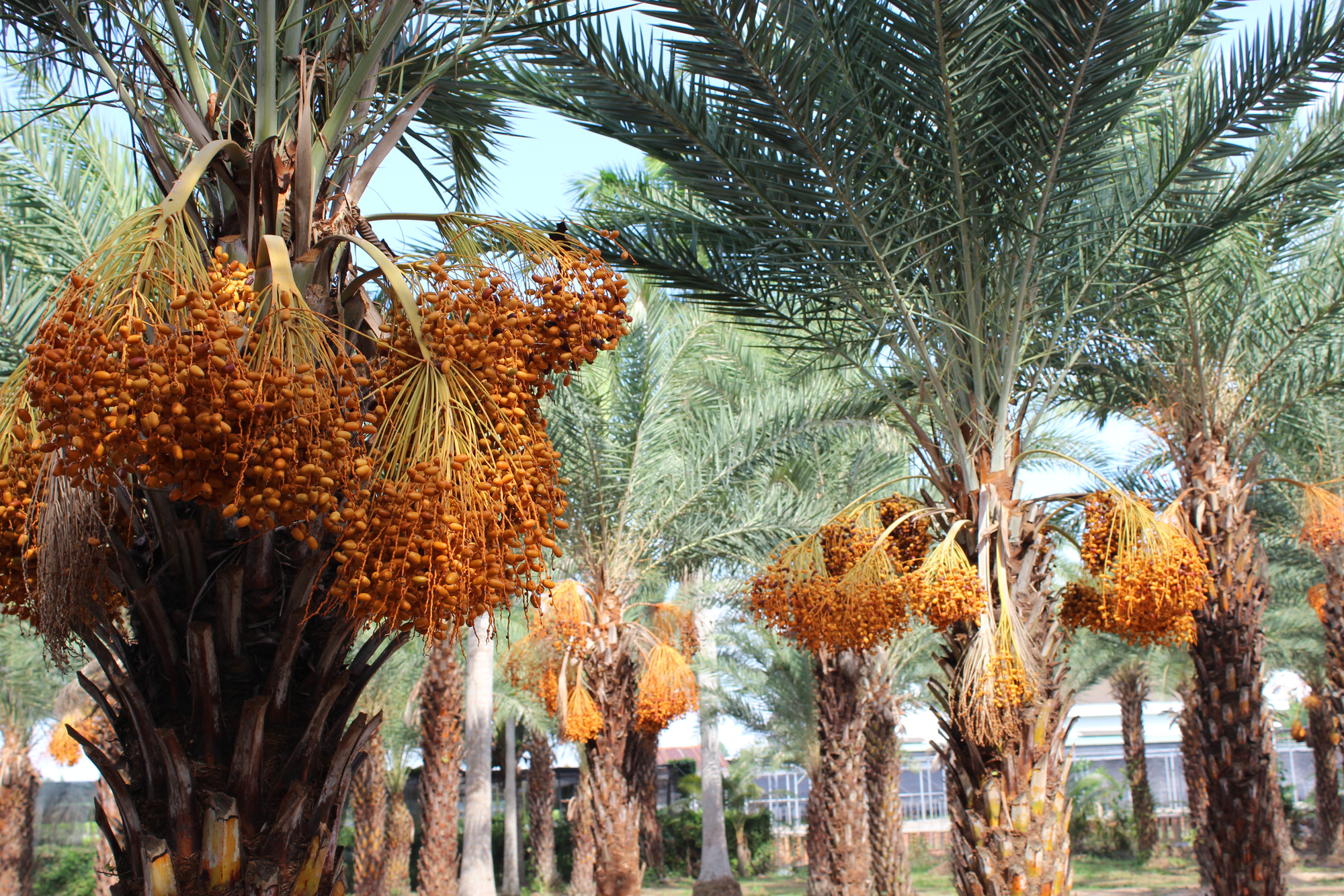 Date palm tree with many large clusters of yellow fruits at a garden in Sa Dec City, Dong Thap Province, Vietnam. Photo: Thai Luy / Tuoi Tre