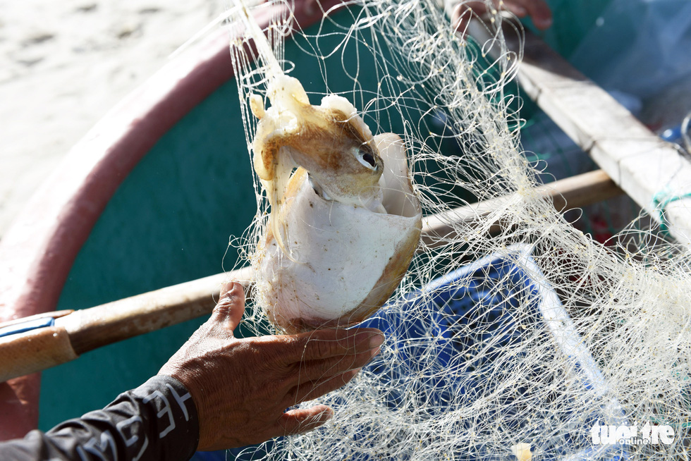 A fisherman removes a squid from his fishing nets on Cu Lao Cau off Tuy Phong District, Binh Thuan Province, Vietnam. Photo: Duyen Phan / Tuoi Tre