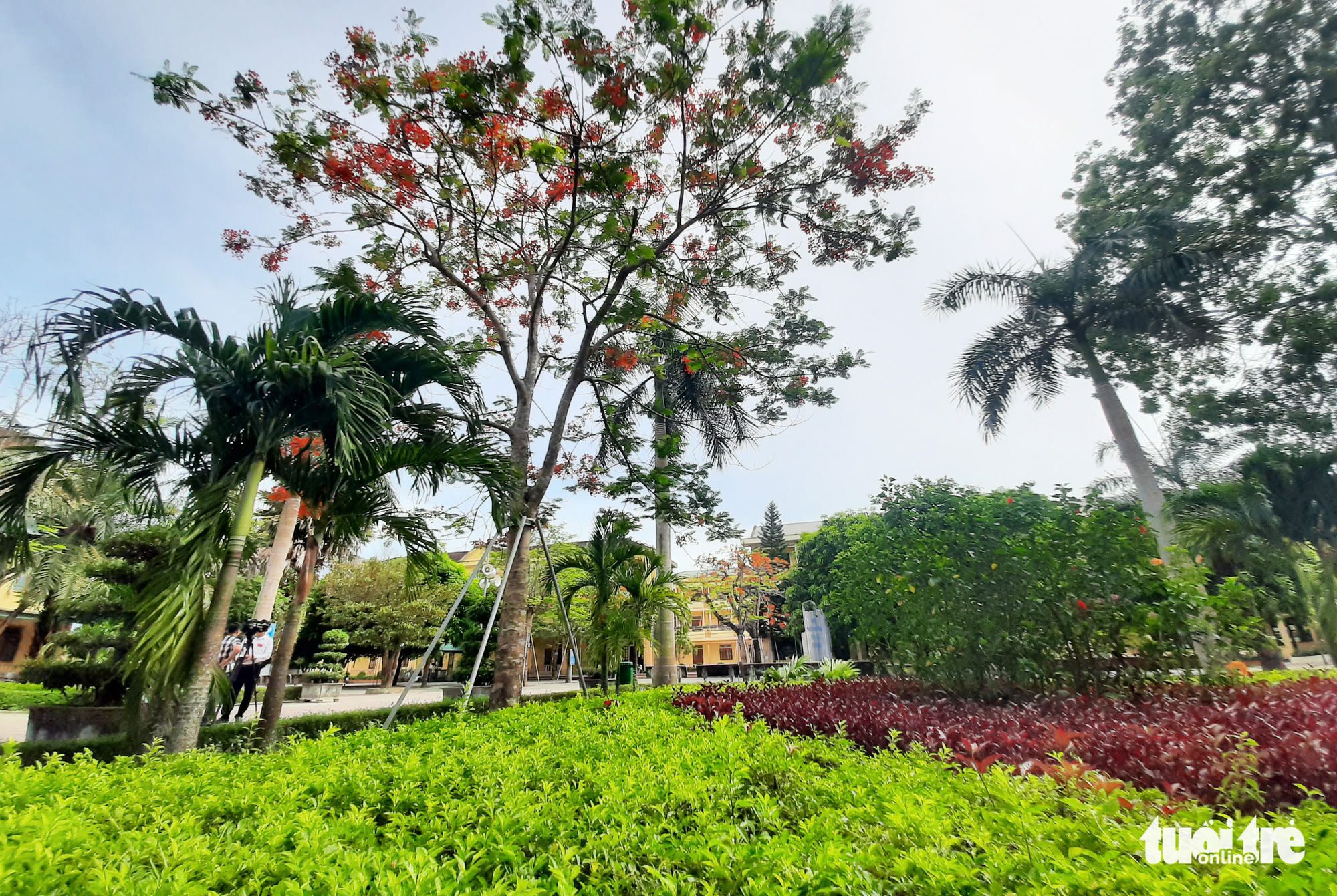 Green trees on the premises of Nam Dan 2 High School in Nghe An Province, Vietnam. Photo: Doan Hoa / Tuoi Tre