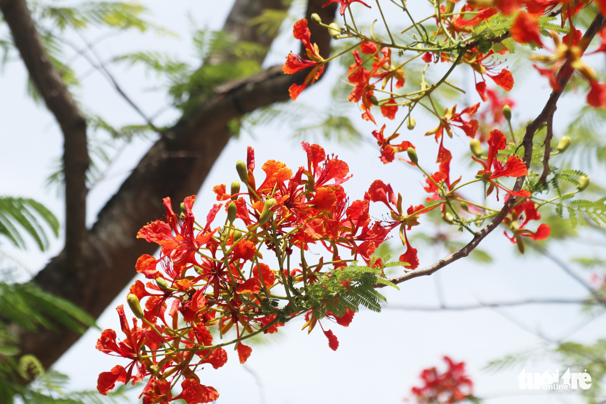 Flowers of a flamboyant tree at Nam Dan 2 High School in Nghe An Province, Vietnam. Photo: Doan Hoa / Tuoi Tre