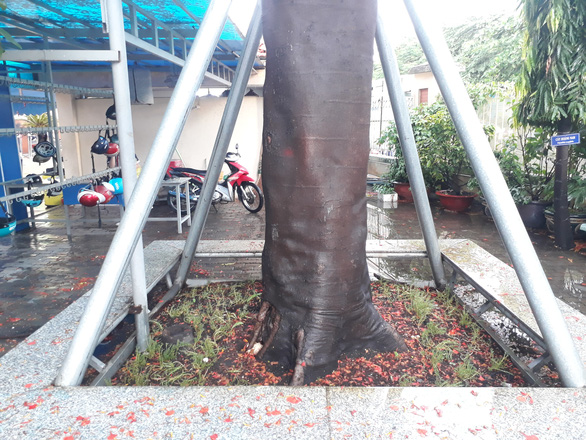 A 30-year-old Royal Poinciana tree in Le Van Tam Middle School in Ho Chi Minh City's Binh Thanh Districts is seen being supported by a metal frame to prevent it from falling down. Photo: Trong Nhan/ Tuoi Tre