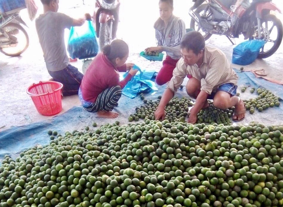 Local merchants buy limes from Nguyen Van Pho’s farm in Tan Hiep District, Kien Giang Province in Vietnam’s Mekong Delta. Photo: Dieu Qui / Tuoi Tre