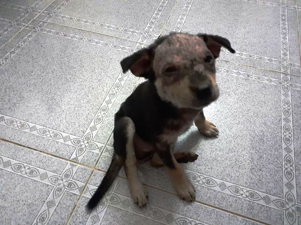 A stray puppy found by the author outside his home in central Vietnam is seen on the first night in this supplied photo.