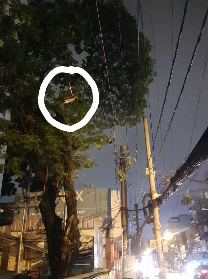 The tree whose branch is broken during the rain in District 10, Ho Chi Minh City, June 13, 2020. Photo: Ngoc Khai / Tuoi Tre