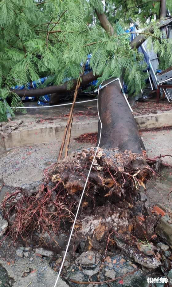 A tree is uprooted on provincial highway No. 43 in Thu Duc District, Ho Chi Minh City, June 16, 2020. Photo: Minh Hoa / Tuoi Tre