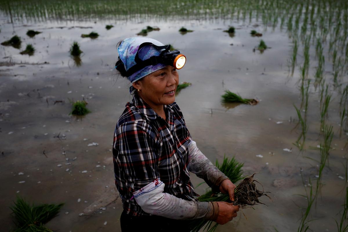 A farmer plants rice on a paddy field during early morning to avoid the heat in Hanoi, Vietnam June 25, 2020. Photo: Reuters