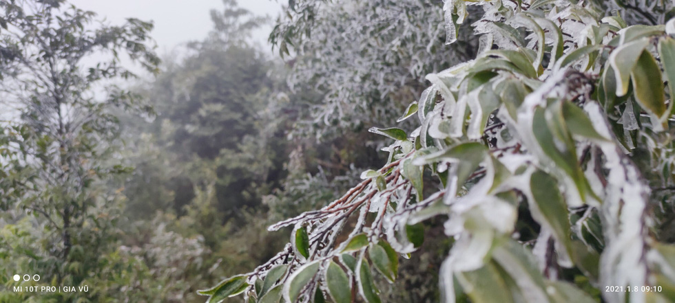 Frost forms on tree branches on Mount Cao Ly in the northern province Quang Ninh, January 8, 2021. Photo: Ly Cuong/ Tuoi Tre