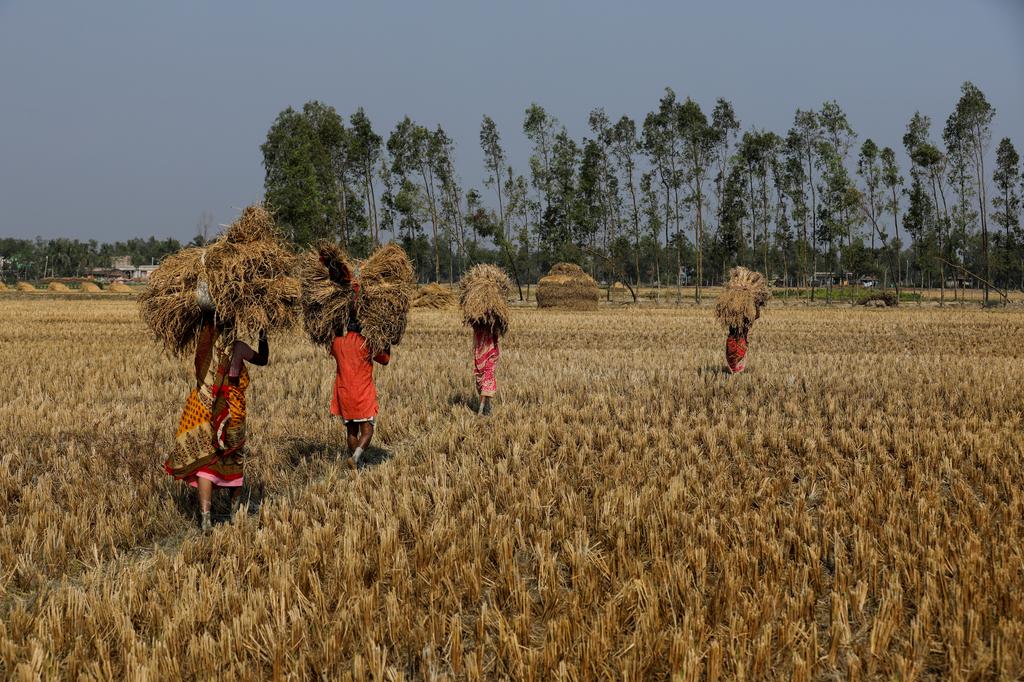 Arti Mondal, 70, whose husband died due to a tiger attack around 20 years ago, carries a stack of harvested paddy on her head as she works on a field on the island of Satjelia in the Sundarbans, India, December 16, 2019. Photo: Reuters
