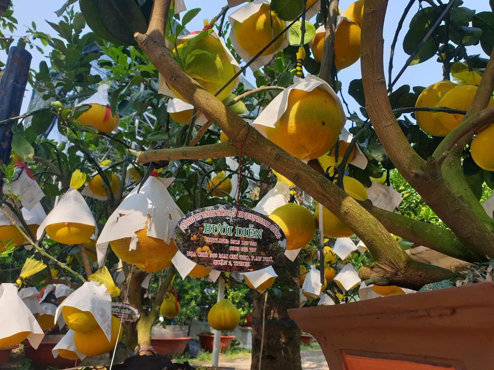 Grapefruit trees are put up for sale on the sidewalk of Mai Chi Tho Street in District 2, Ho Chi Minh City, January 2021. Photo: N.Tri / Tuoi Tre