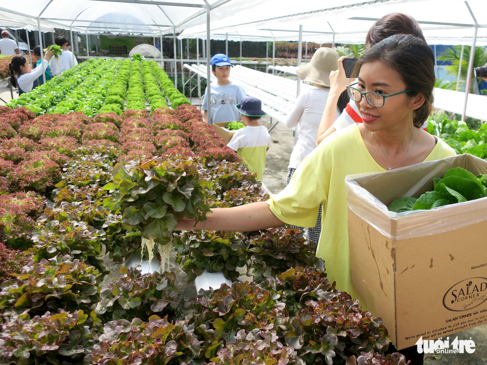 Thuy Linh harvests Red Oak lettuce at Mekong Farm in Ho Chi Minh City. Photo: T.T.D. / Tuoi Tre