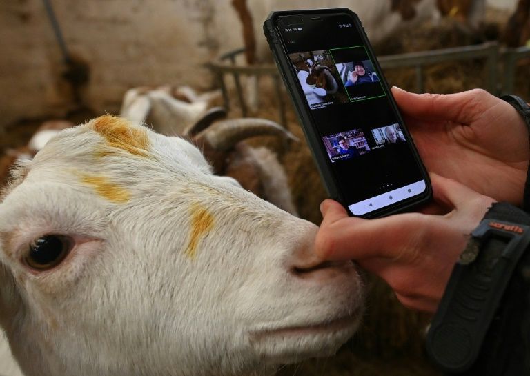 Farmer Dot McCarthy films one of her goats for a Zoom call at Crankshaw Fold Farm in England on Feb 9, 2021. Photo: AFP