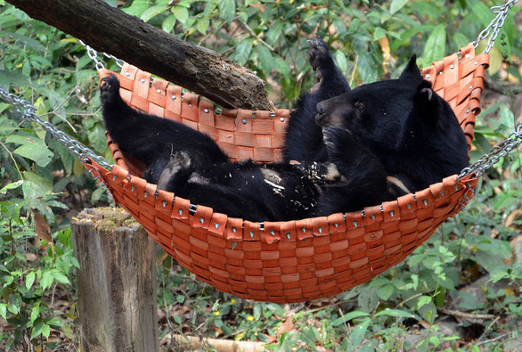 A bear lies on a hammock in the semi-wild area. Photo courtesy of Free The Bears