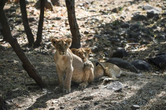 This picture taken on January 7, 2021 shows lion cubs in their open enclosure at the Sakkarbaug Zoological Garden, which takes part in a captive breeding programme for endangered Asiatic lions, in Junagadh, some 320 kilometers from Ahmedabad. Photo: AFP