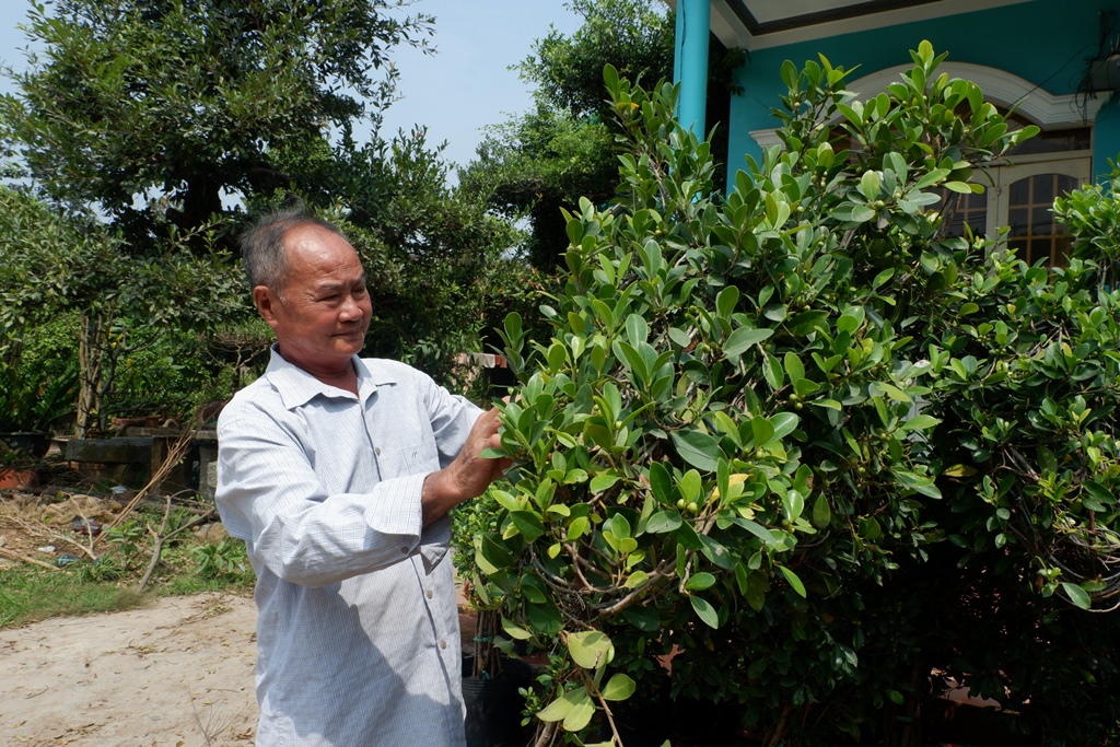 Nguyen Van Cong, better known as Nam Cong, works on weeping fig plants in his garden on January 30, 2021, in Cho Lach District, Ben Tre Province. Photo: Son Lam/ Tuoi Tre