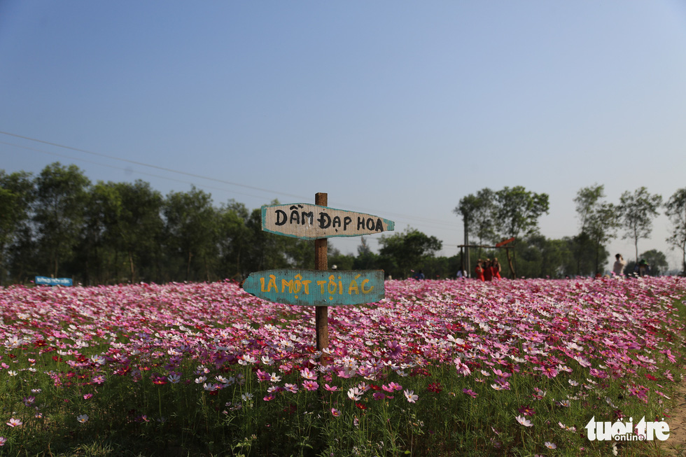 A notice board among the beds of flowers reminds visitors not to step on the flowers. Photo: Ngoc Thang / Tuoi Tre