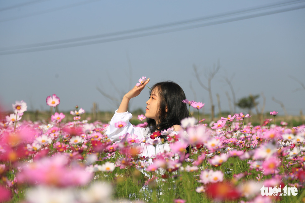 A young woman holds a flower in the garden of cosmos. Photo: Ngoc Thang / Tuoi Tre
