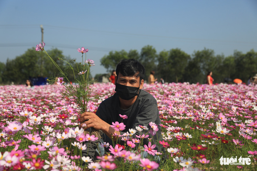 Nguyen Van Ly, the owner of the cosmos garden, holds a small bunch of cosmos flowers in his garden. Photo: Ngoc Thang / Tuoi Tre