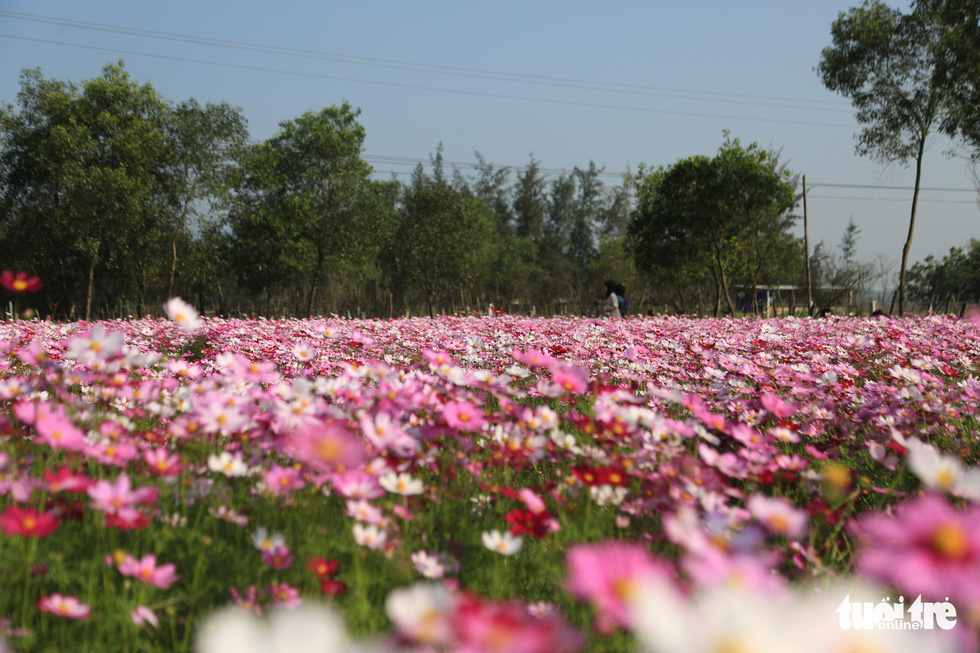 The field of cosmos bloom attracted many locals during the 2021 Lunar New Year holiday. Photo: Ngoc Thang / Tuoi Tre