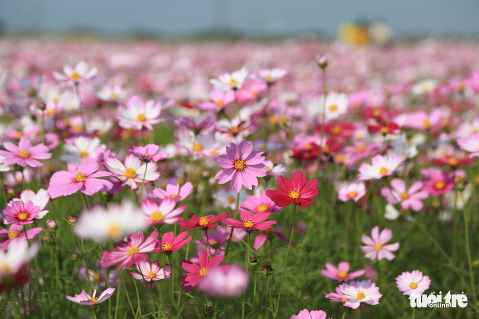 The field of the cosmos blooms in the sun. Photo: Ngoc Thang / Tuoi Tre