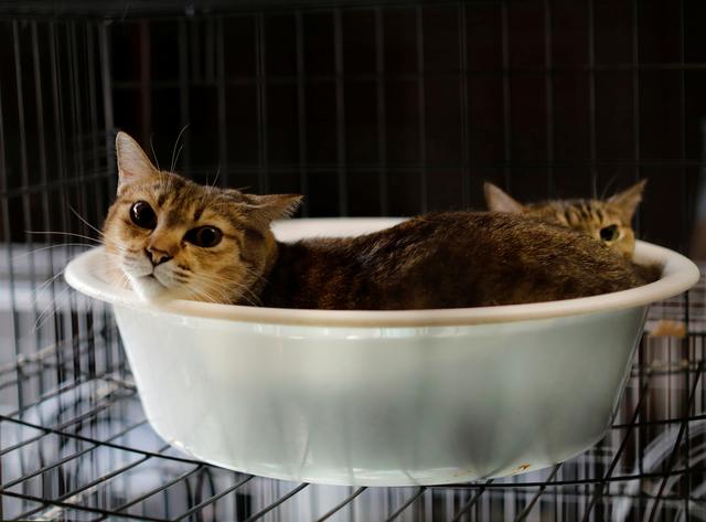 Cats that were rescued by Sakae Kato, rest in a cage at Kato's home, in a restricted zone in Namie, Fukushima Prefecture, Japan, February 20, 2021. Photo: Reuters