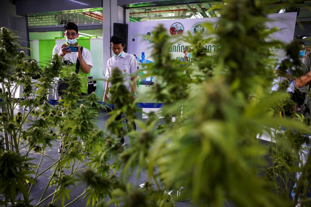 People take pictures of cannabis plants during the '360 Cannabis & Hemp for the People' expo in Buriram province, Thailand, March 5, 2021. Photo: Reuters