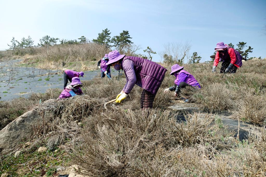 Residents dressed in purple clothing work in a lavender field at the Purple Island in Shinan, South Korea, March 8, 2021. Picture taken March 8, 2021. Photo: Reuters