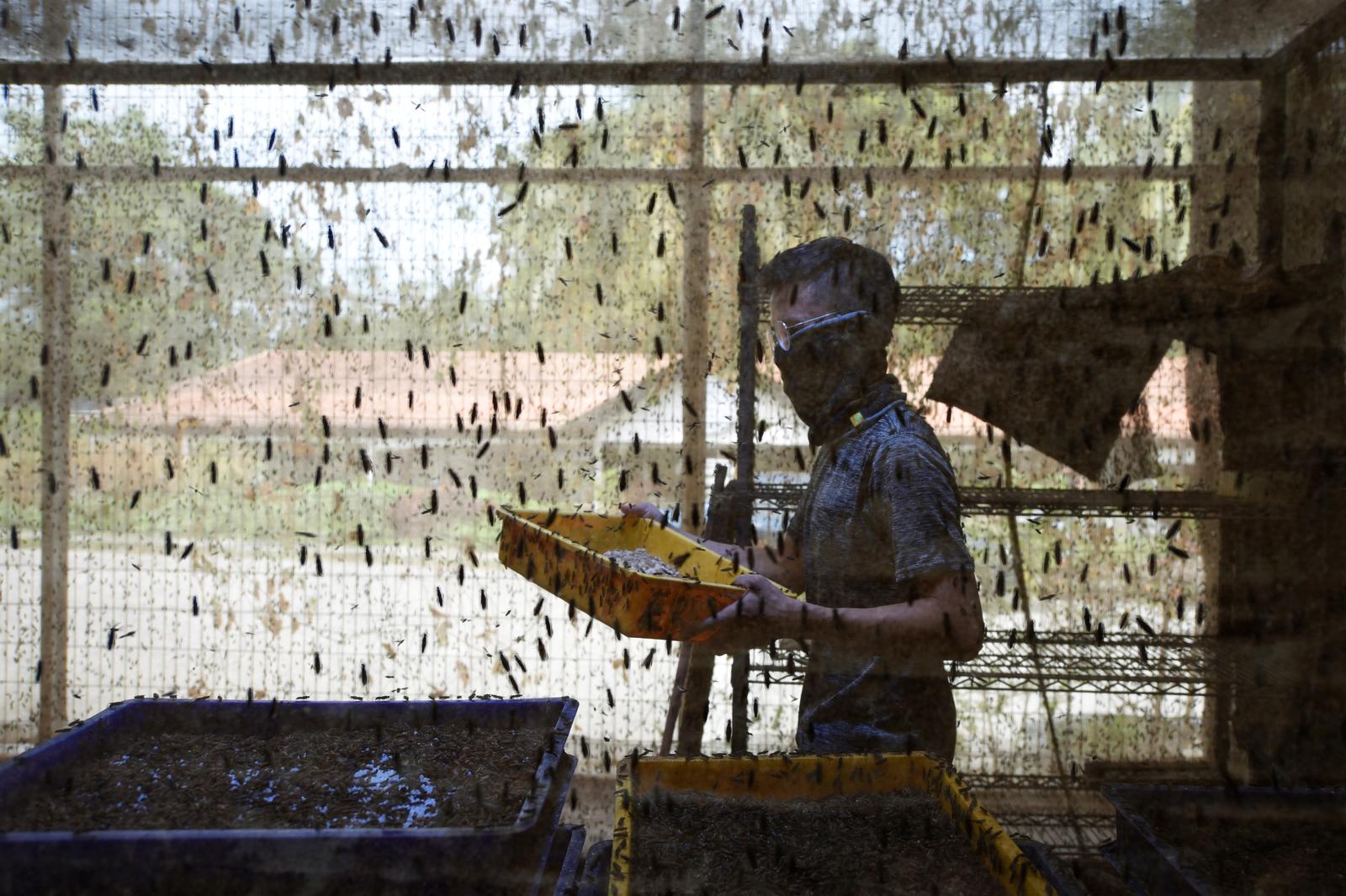 Alwin Fong, 31, operations manager at Insectta, attends to the black soldier flies' mating chamber in Singapore March 3, 2021. Picture taken March 3, 2021. Photo: Reuters